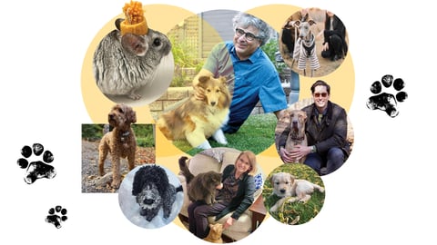 A collage of physicians and their pets