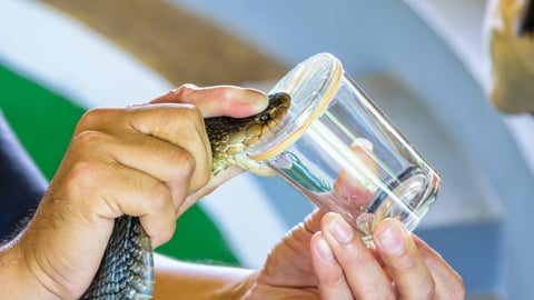 Cobra Venom Extraction, using the hands on the neck of the Cobra put on the edge of the glass to bite until it can see its poison