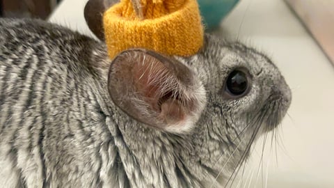 Chinchilla with a hat on