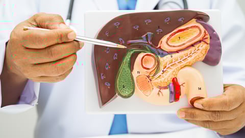 An anatomy model with a doctor using a pen to point out the gallbladder