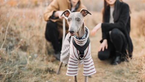 A grey dog in a jacket in a field