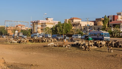 Herd of sheep on a street in Omdurman, Sudan.