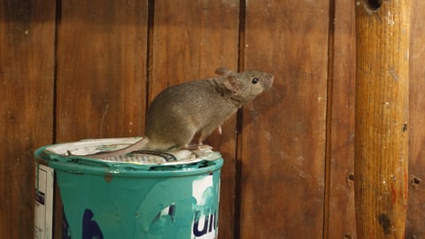 A mouse sits on top of a paint can in a shed.
