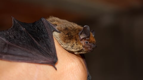 A bat being held in a person's hand.