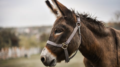 A headshot of a donkey on a farm.