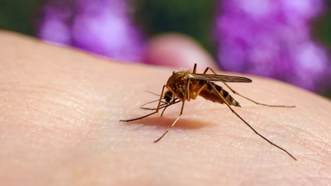 A mosquito sucking blood.