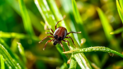 A tick in the grass