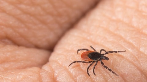 A deer tick crawling on a human hand.