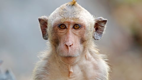 A Macaque monkey