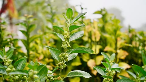Ashwagandha plants