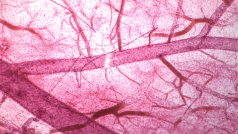 Capillary system closeup