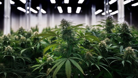 Cannabis plants in a growth facility.