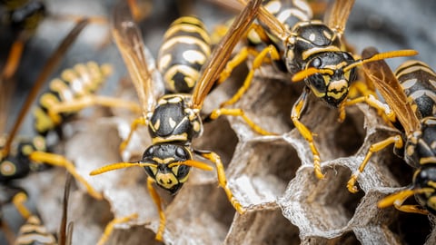 Close up of two wasps on their nest