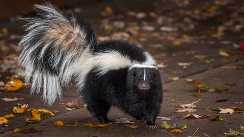 A skunk on pavement with wet leaves around it