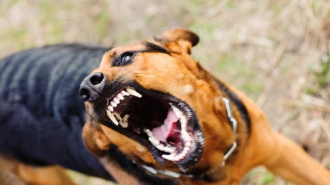 angry dog with bared teeth; Shutterstock ID 1054176923