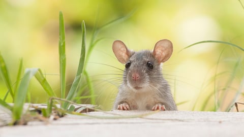 Rats outdoors yard home feeder; Shutterstock ID 1062514220
