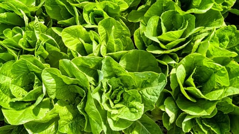 Overhead view of fresh lettuce growing on the farm.; Shutterstock ID 1143609326