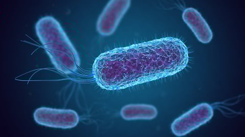 Escherichia Coli (E. Coli.) cells or  bacteria under microscope; Shutterstock ID 1417926962