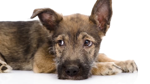 sad mixed breed dog. isolated on white background; Shutterstock ID 144150163
