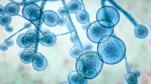 Candida spp. fungi, emerging multidrug resistant fungus, 3D illustration. Covid-19 complication, so called white fungus. Candida albicans, C. auris and other yeast fungi; Shutterstock ID 1503131135