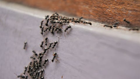 Black garden ant activity. Also known as the common black ant. These insects usually live in colonies. ; Shutterstock ID 1556871857