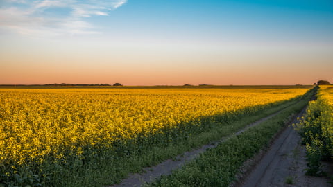 Canola field in Saskatchewan Canada; Shutterstock ID 1702947880
