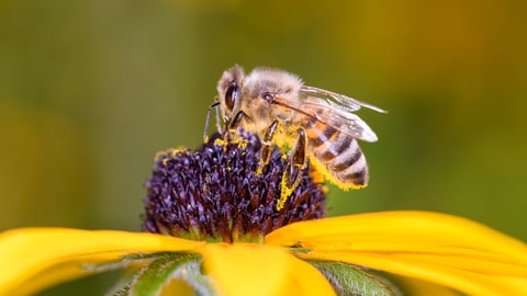 Bee - Apis mellifera - pollinates a blossom of the orange coneflower - Rudbeckia fulgida; Shutterstock ID 1851225841