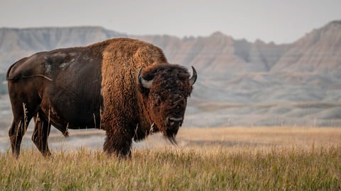 American Bison in South Dakota; Shutterstock ID 2048601443