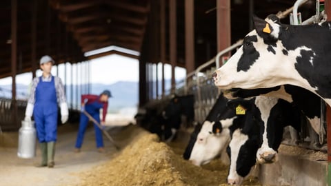 Black and white dairy cows eating hay peeking through stall fence against of farmer with metal can on livestock farm; Shutterstock ID 2278848395