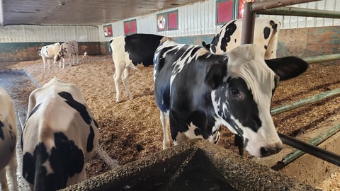 Abbotsford, British Columbia, Canada - August 30th, 2024: a closeup headshot of two dairy cattle calfs at a Dairy  Farm (Birchwood Dairy Farm); Shutterstock ID 2513708019