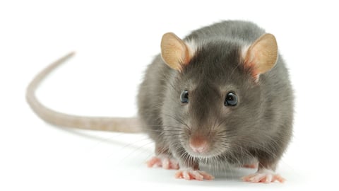 funny rat  isolated on white background; Shutterstock ID 440277817