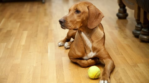 Dog waiting to play in house; Shutterstock ID 474296668