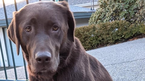 A chocolate lab