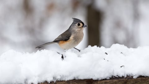 A tufted titmouse on a snowy branch