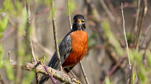 Robin in a tree