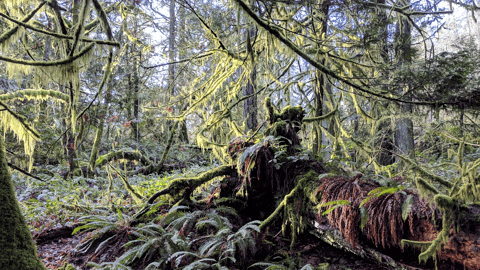 forest near Uclulet