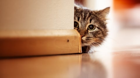 A golden tabby peeking around a corner