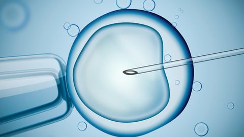 3D rendering of the IVF process