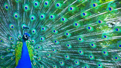 blue-peacock-with-green-feathers