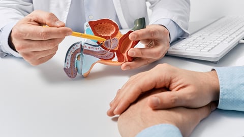 Doctor showing an anatomy model to a patient