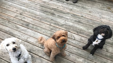 Three medium-sized dogs sit on a deck, one white, one brown and one black.