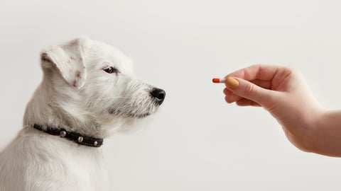 A white dog being given a pill