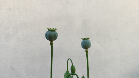 Opium poppy seed pods are seen in this file photo.