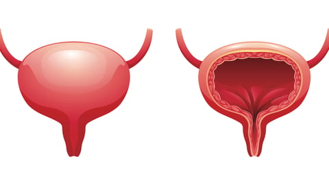 illustration of bladder and cross-section of bladder