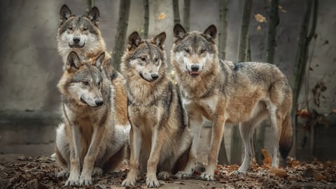 pack wolves