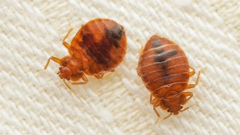 Close up of parasites known as bed bugs