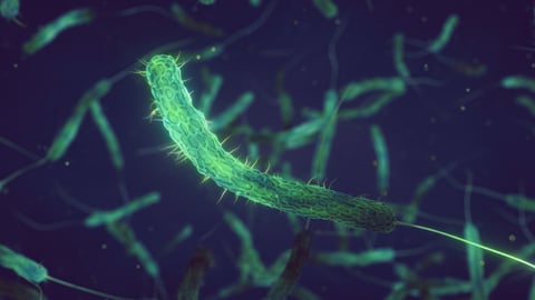 Cholera bacteria 