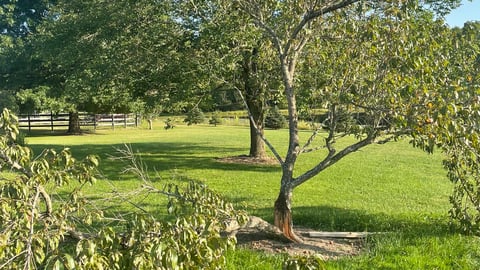 damaged peach tree