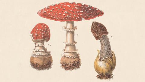 Old fashioned cartoon of mushrooms