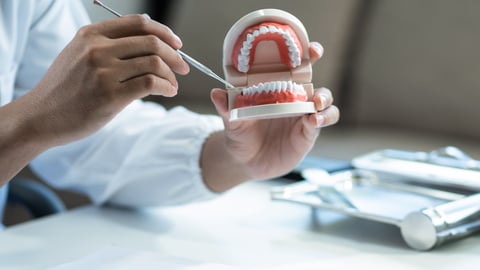 Dentist with a model of teeth